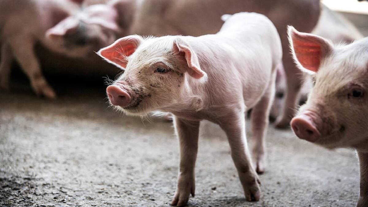 Nagaland intensifies ASF containment measures; pork sale restricted in several districts