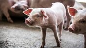 Nagaland intensifies ASF containment measures; pork sale restricted in several districts Nagaland intensifies ASF containment measures; pork sale restricted in several districts