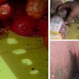 मुंबई के Blinkit स्टोर में फलों-सब्जियों पर मिले कॉकरोच! FDA ने लाइसेंस किया सस्पेंड