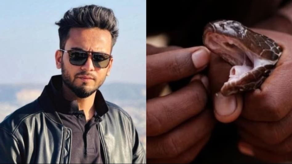 ৫-৬ দিন পর্যন্ত ঘোর... সাপের বিষের নেশা কেমন? যাতে নাম জড়িয়েছে এলভিস যাদবের ৫-৬ দিন পর্যন্ত ঘোর... সাপের বিষের নেশা কেমন? যাতে নাম জড়িয়েছে এলভিস যাদবের