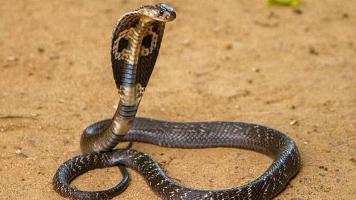 জেনে নেওয়া যাক সেই ৫টি স্বপ্ন সম্পর্কে যেগুলি ভবিষ্যৎ বলে দেয়। এর আসল অর্থ জানুন স্বপ্নশাস্ত্রের ব্যাখ্যায়।