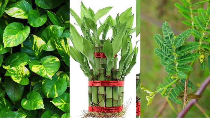 বাস্তু মতে শুভ গাছ