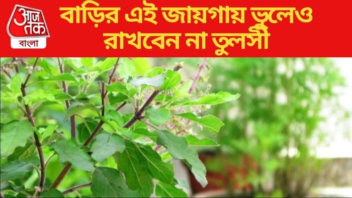 tulsi plant