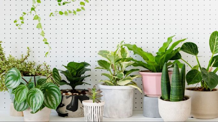 টাকার টানাটানি-ঋণে জর্জরিত? এই ২ গাছের সাহায্যে সমৃদ্ধি ফিরবে সংসারে!