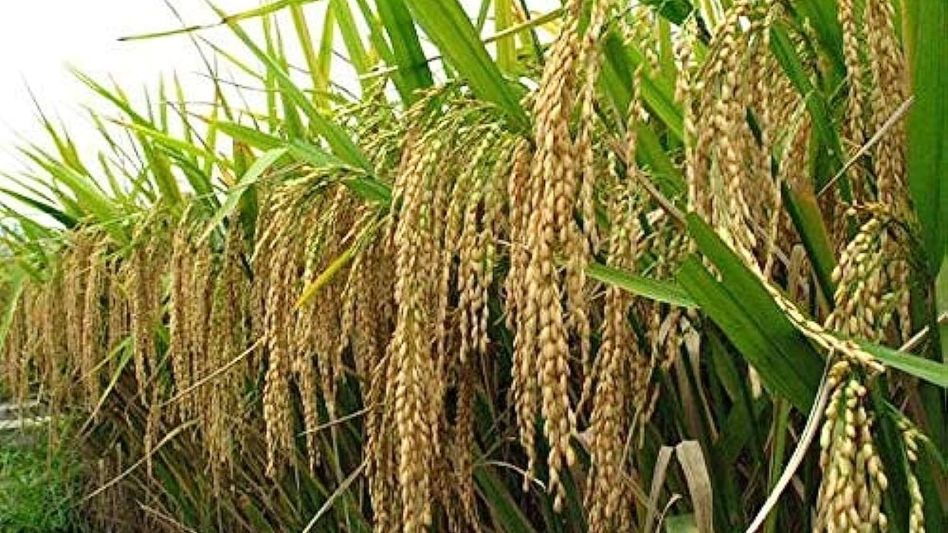 Representational Image Representational Image