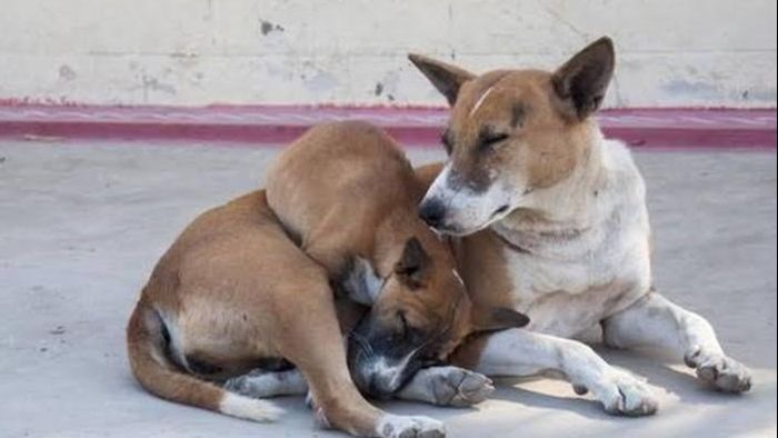 ফাইল ছবি।