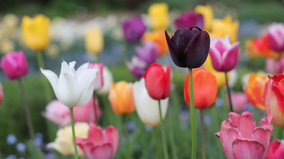 Tulips Tulips