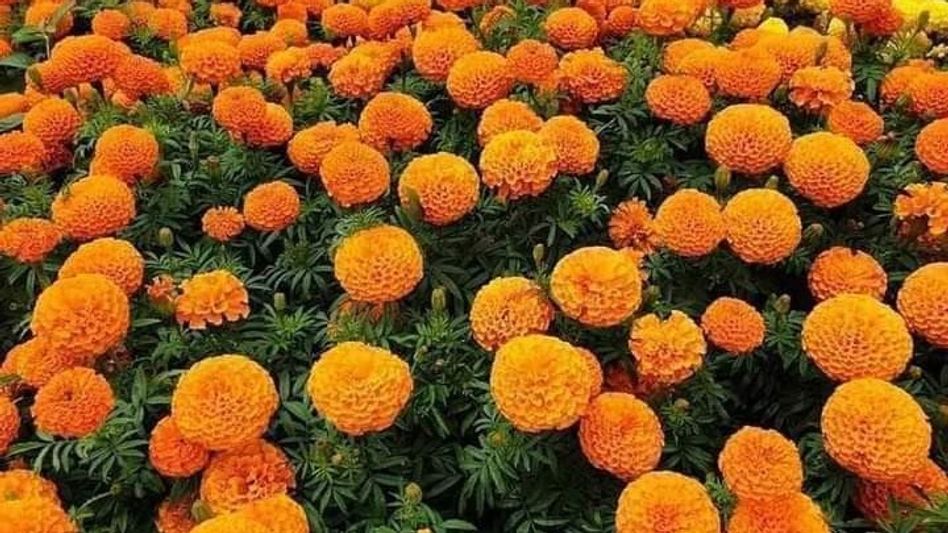 Marigold Marigold