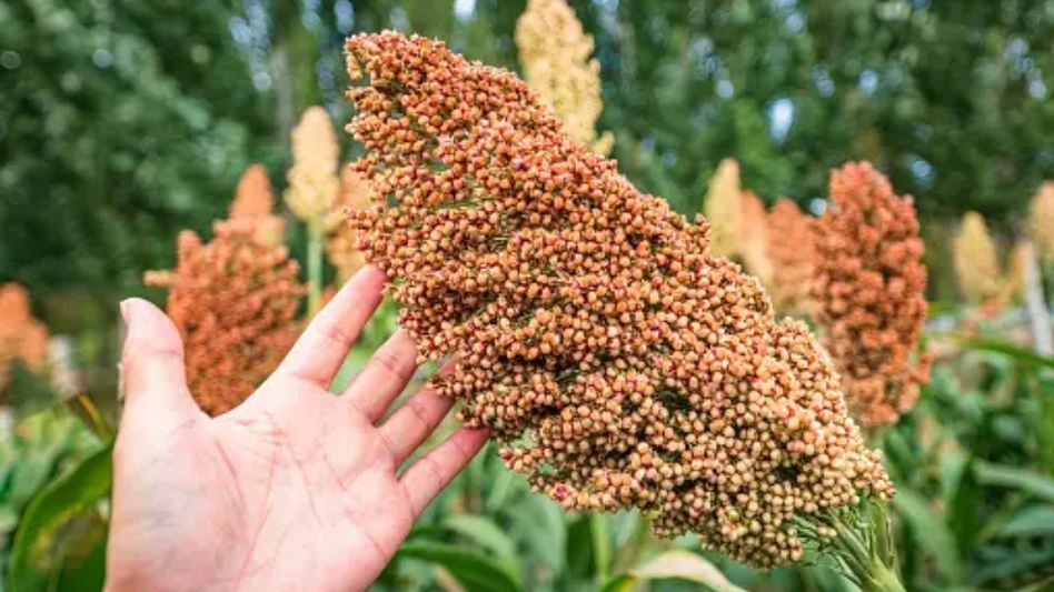 Millets Millets