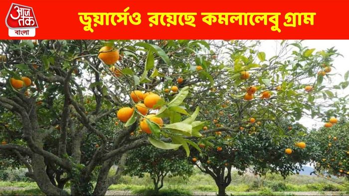 এবার শীতে ঘুরে আসুন ডুয়ার্সের এই কমলালেবুর গ্রাম, রইল সব তথ্য