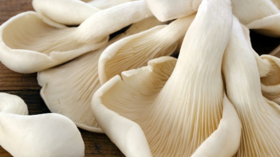Mushroom Farming Mushroom Farming