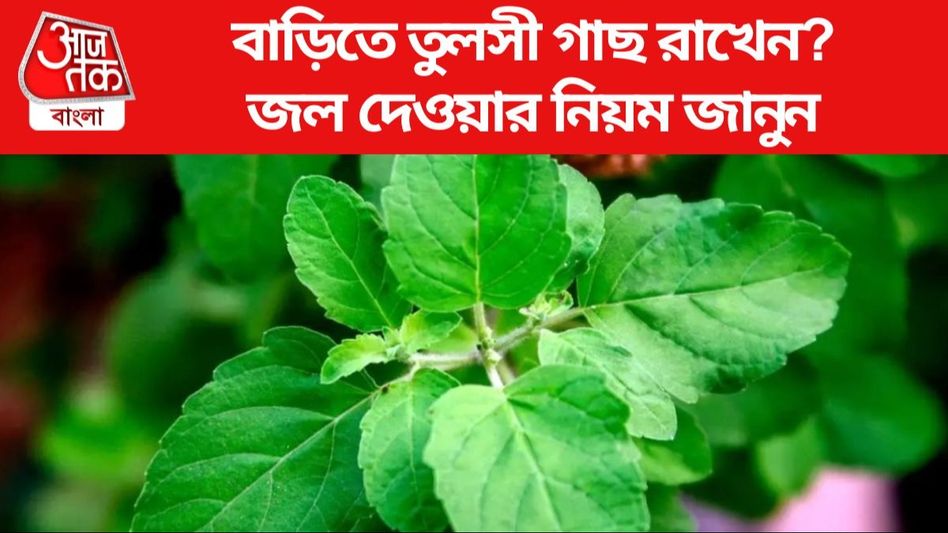 দিনে একাধিকবার জল দেন তুলসী গাছে! বিপদ ডেকে আনছেন না তো? দিনে একাধিকবার জল দেন তুলসী গাছে! বিপদ ডেকে আনছেন না তো?