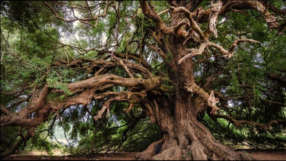Tree Tree