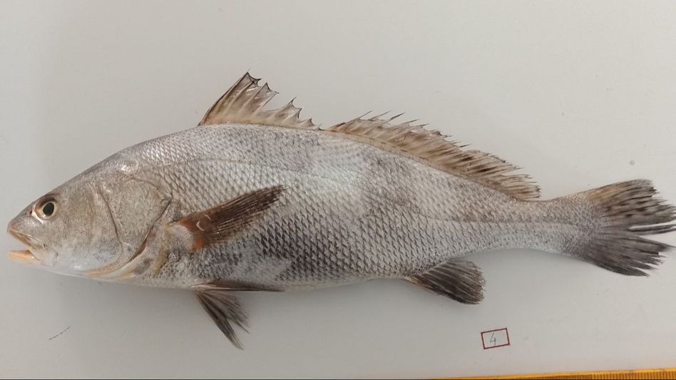 Ghol Fish Ghol Fish