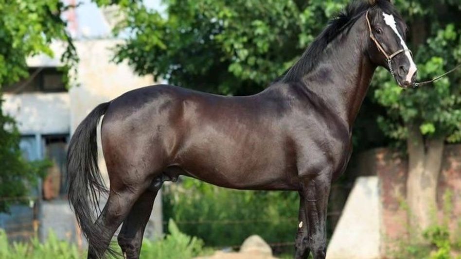 Marwari Horse Marwari Horse