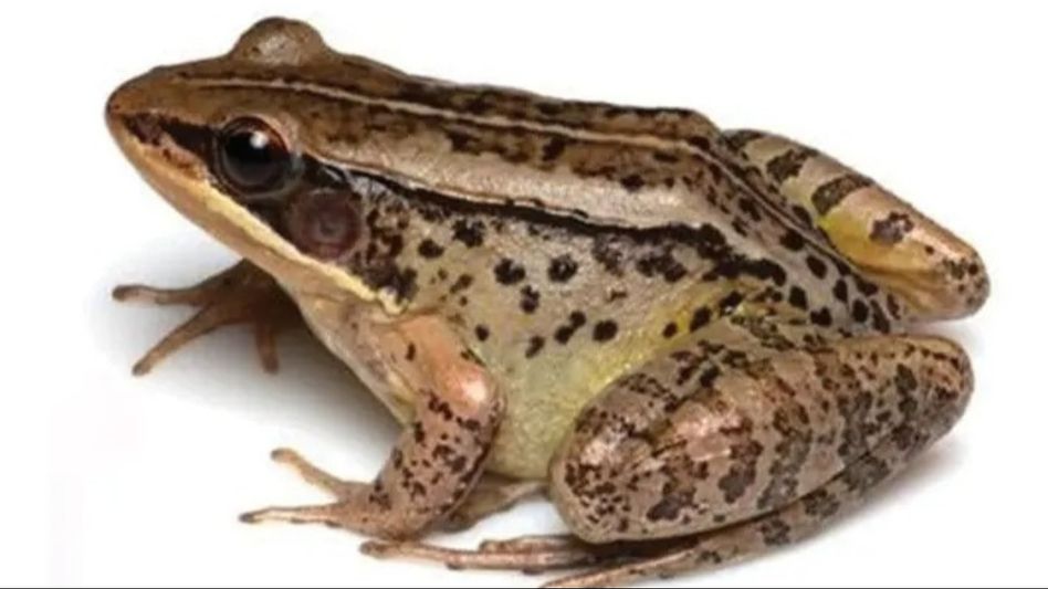 Scientists discover new species of 'music frog' in Arunachal Scientists discover new species of 'music frog' in Arunachal