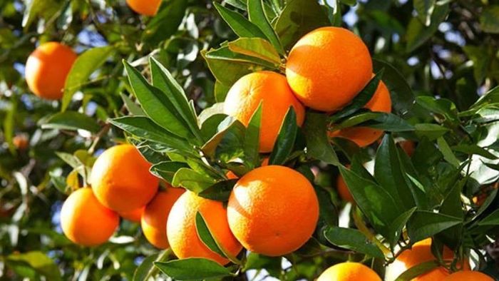 দার্জিলিংয়ের কমলালেবুর সুদিন ফেরাতে ভরসা নাগপুর