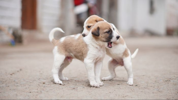 কুকুরছানা