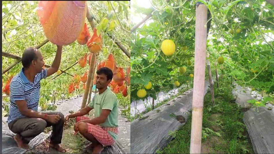 Tripura farmers strike gold with profitable yellow watermelon cultivation Tripura farmers strike gold with profitable yellow watermelon cultivation