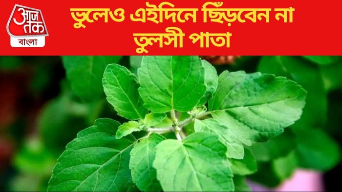 তুলসী গাছ