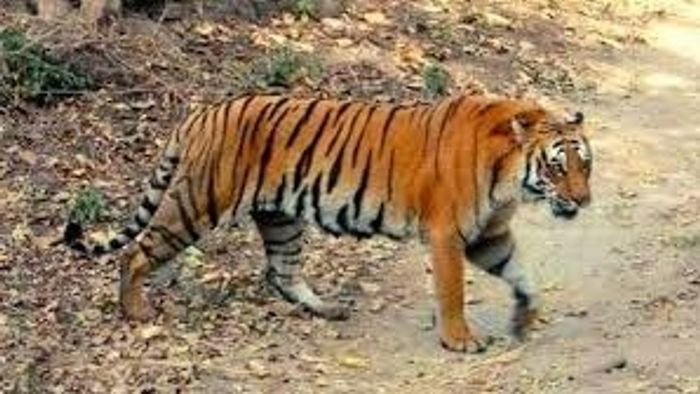 আজ থেকে শুরু হচ্ছে বাঘ গণনা, সুন্দরবন থেকে বক্সা কটা বাঘ আছে?