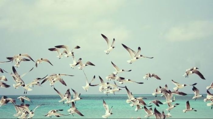 বড়দিনের ছুটিতে পর্যটকদের জন্য স্পেশাল উপহার 'ডুয়ার্স উৎসব', কবে থেকে?