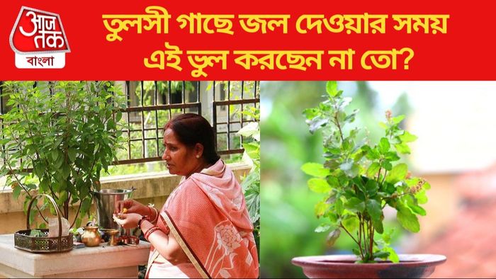 তুলসী গাছ