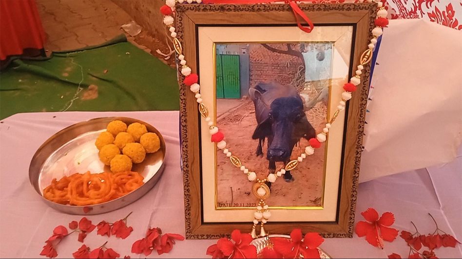 लाडली भैंस लाडली भैंस