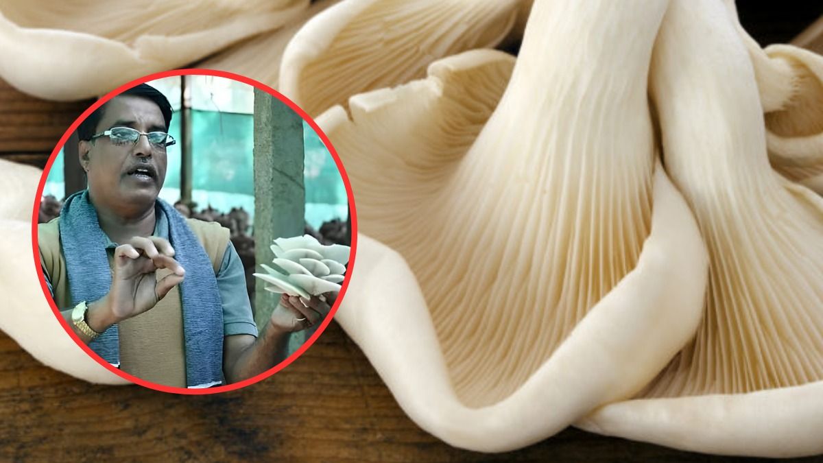 Santosh Mishra, Mushroom Farmer