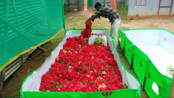 Tripura's Unique Environmental Initiative: Turning Temple Flowers into Vermicompost
