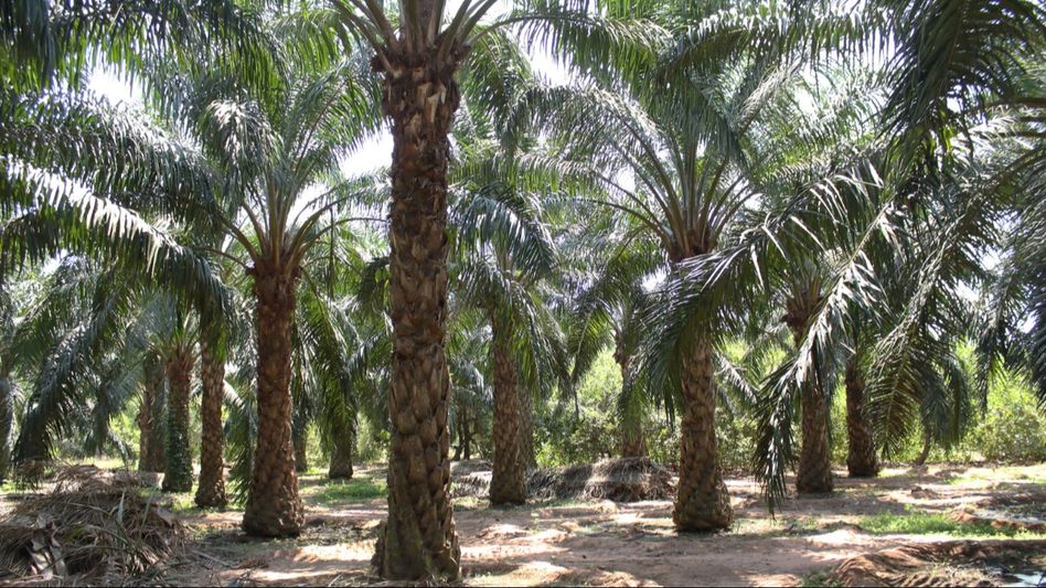 Tripura to bring 7000 hectares under palm oil cultivation by 2026-27 Tripura to bring 7000 hectares under palm oil cultivation by 2026-27
