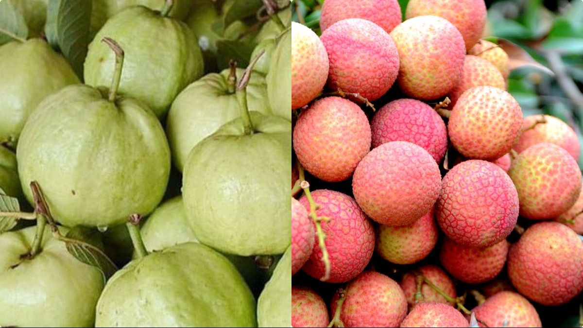 GI ট্যাগ পাবে বারুইপুরের দুই ফল ও বাজি শিল্প? কেন্দ্রকে আবেদন নবান্নর