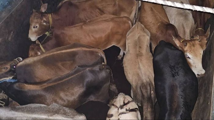 Assam Police foils major cattle smuggling attempt, rescues 60 cattle near Nazirakhat toll gate