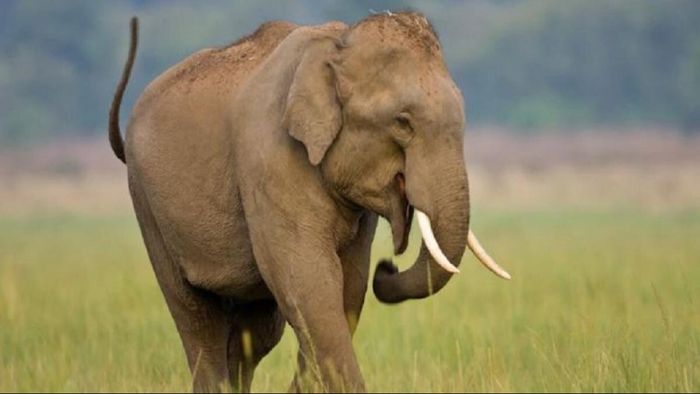 খুনি হাতির তাণ্ডব গরুমারায়, বন্ধ জঙ্গল সাফারি; বিক্ষোভ।- ফাইল ছবি