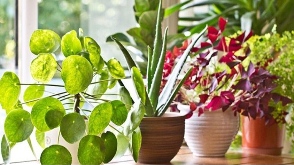 নতুন বছরে ঘরে আনুন, এই ৫ গাছ থাকলে আপনিই টাকা আসে