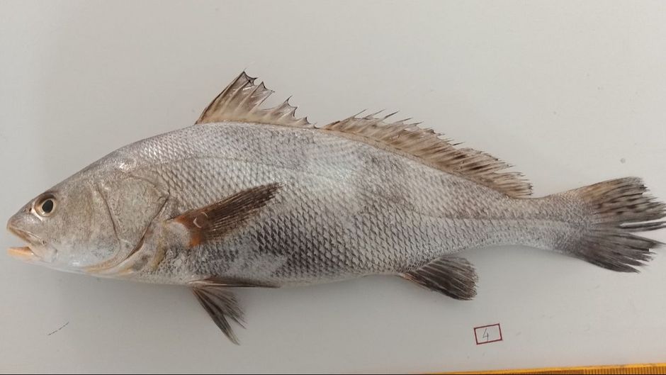 Ghol Fish