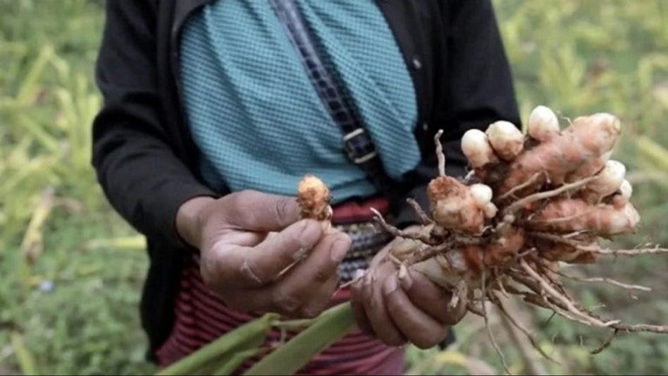 Meghalaya's Lakadong turmeric gets GI tag Meghalaya's Lakadong turmeric gets GI tag