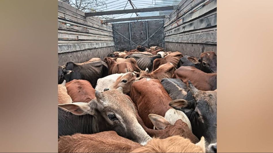 Assam: Trucks trying to smuggle 70 cattle heads seized at Jorabat Assam: Trucks trying to smuggle 70 cattle heads seized at Jorabat