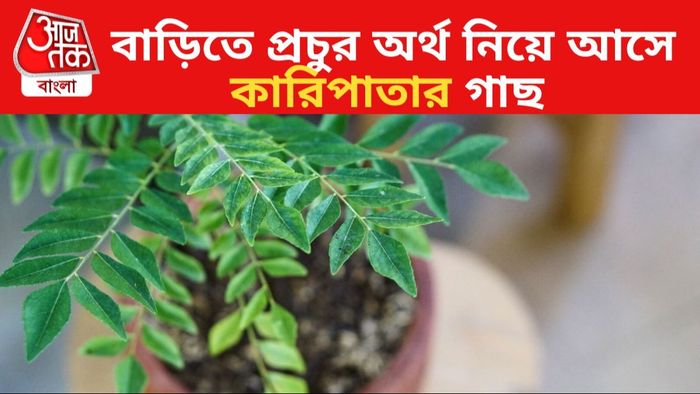 কারি পাতার গাছ