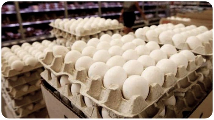 দেশের মধ্যে সবচেয়ে দামি ডিম কলকাতায়, ১০ দিনে দাম বেড়েছে প্রায় ১৫%!