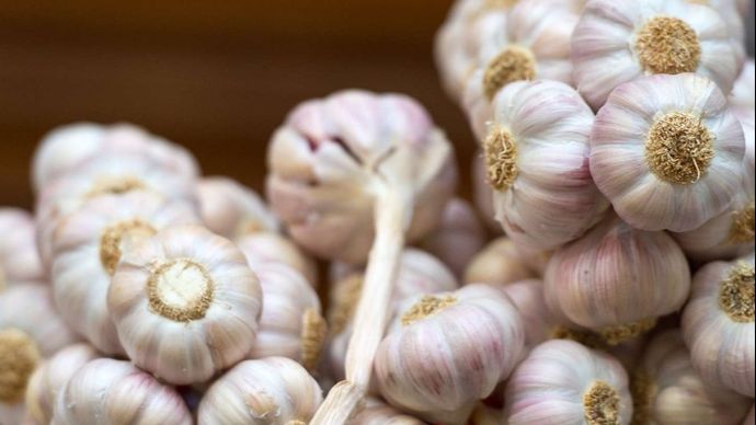 लहसुन के भाव सातवें आसमान पर पहुंच गए हैं लहसुन के भाव सातवें आसमान पर पहुंच गए हैं