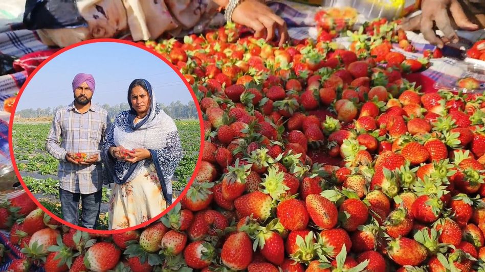 Strawberry Farming Strawberry Farming