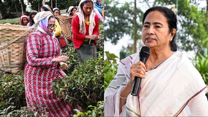 Mamata Banerjee on Tea Garden