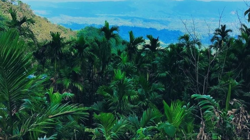 Tripura: Jampui areca nuts farmers plead for Govt help for market and transportation Issues Tripura: Jampui areca nuts farmers plead for Govt help for market and transportation Issues