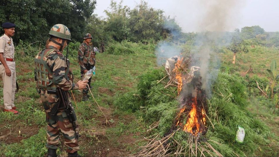 Tripura: Illegal cannabis plantation worth Rs 1.5 crore destroyed in Sepahijala district Tripura: Illegal cannabis plantation worth Rs 1.5 crore destroyed in Sepahijala district