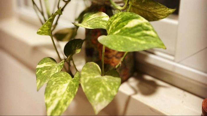 মানি প্ল্যান্ট