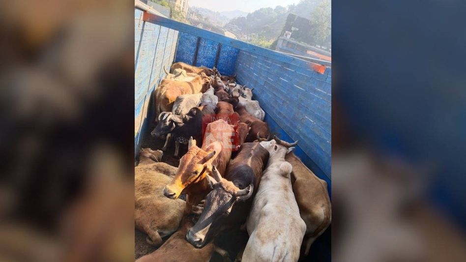Assam: Police seize 61 cattle being smuggled to Meghalaya, 5 arrested Assam: Police seize 61 cattle being smuggled to Meghalaya, 5 arrested