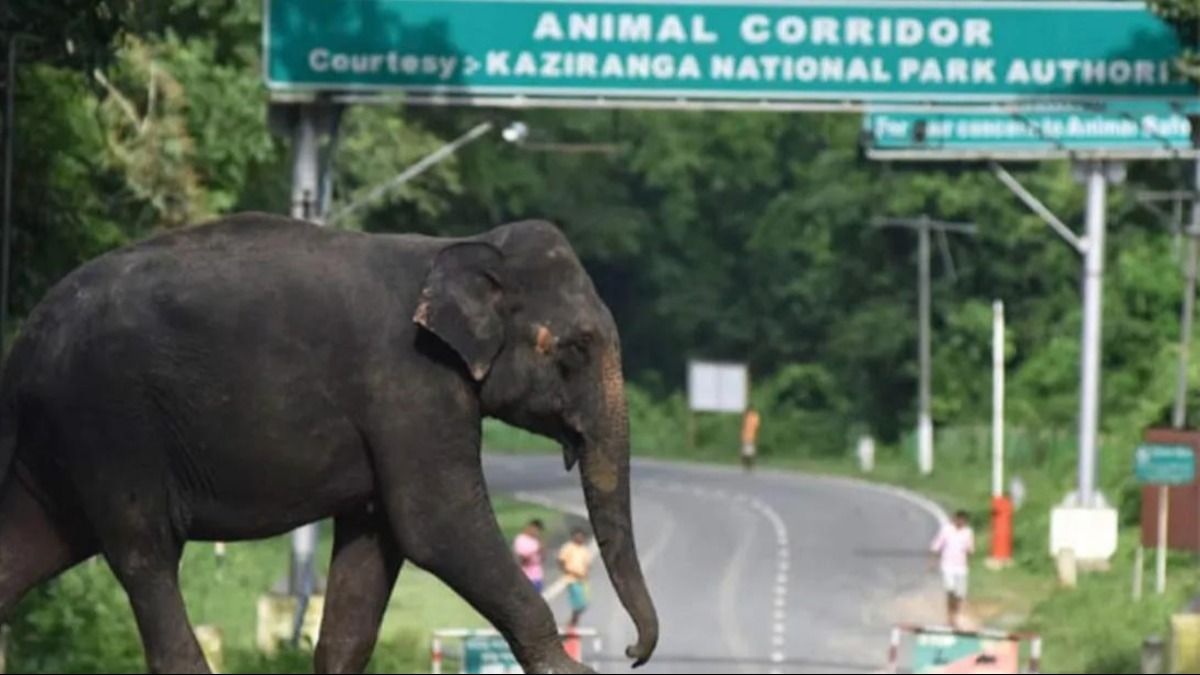 Assam RTI activist claims animal sensors on NH-37 only function during VVIP visits to Kaziranga National Park Assam RTI activist claims animal sensors on NH-37 only function during VVIP visits to Kaziranga National Park