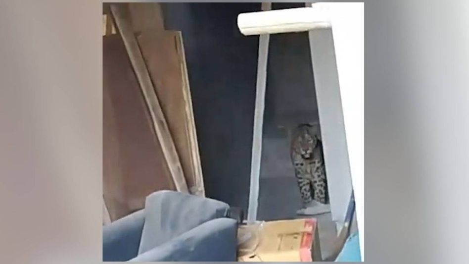 Guwahati: Leopard on the prowl traquilised after 4 hours Guwahati: Leopard on the prowl traquilised after 4 hours