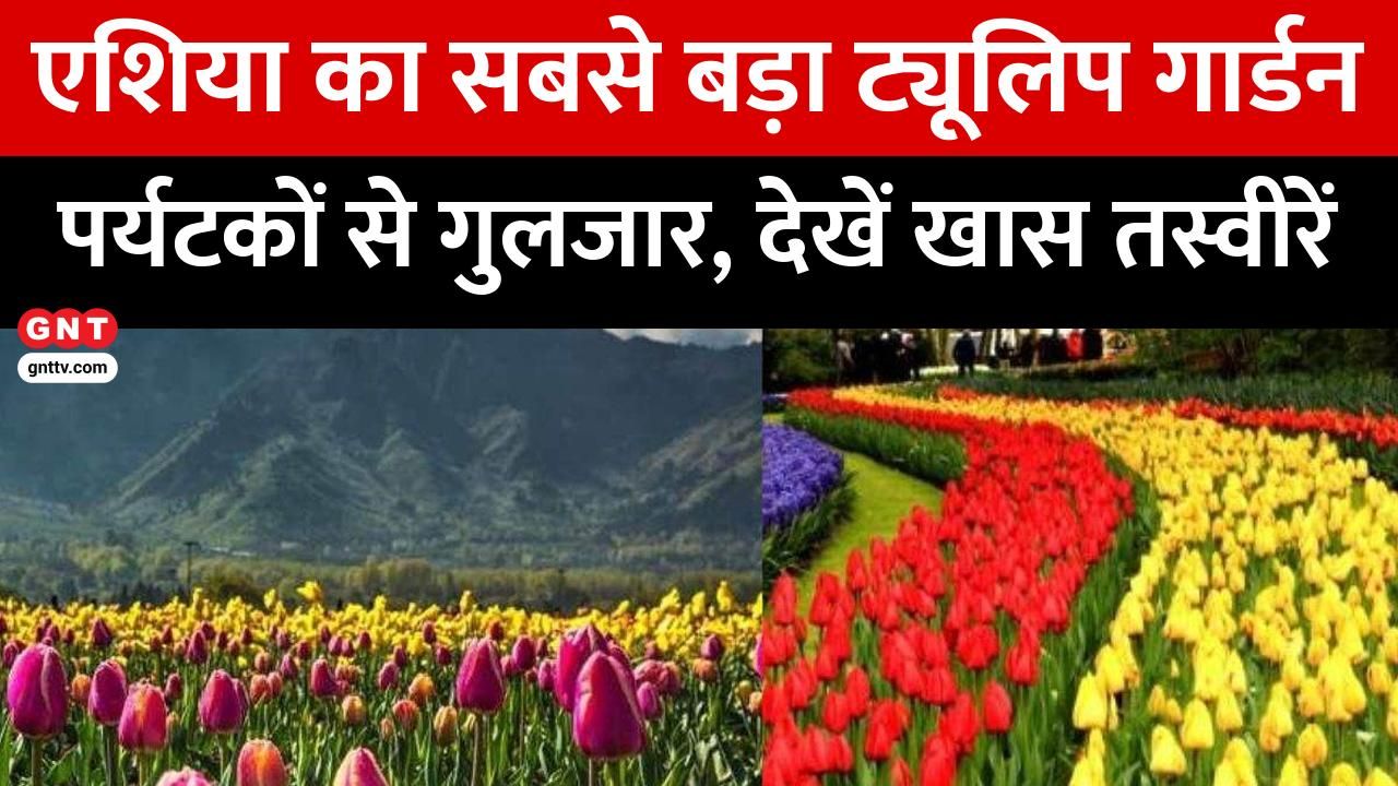 Srinagar's Tulip Garden Attracts 200,000 Visitors in 8 Days, Showcases 1.7 Million Flowers of 74 Varieties frvd